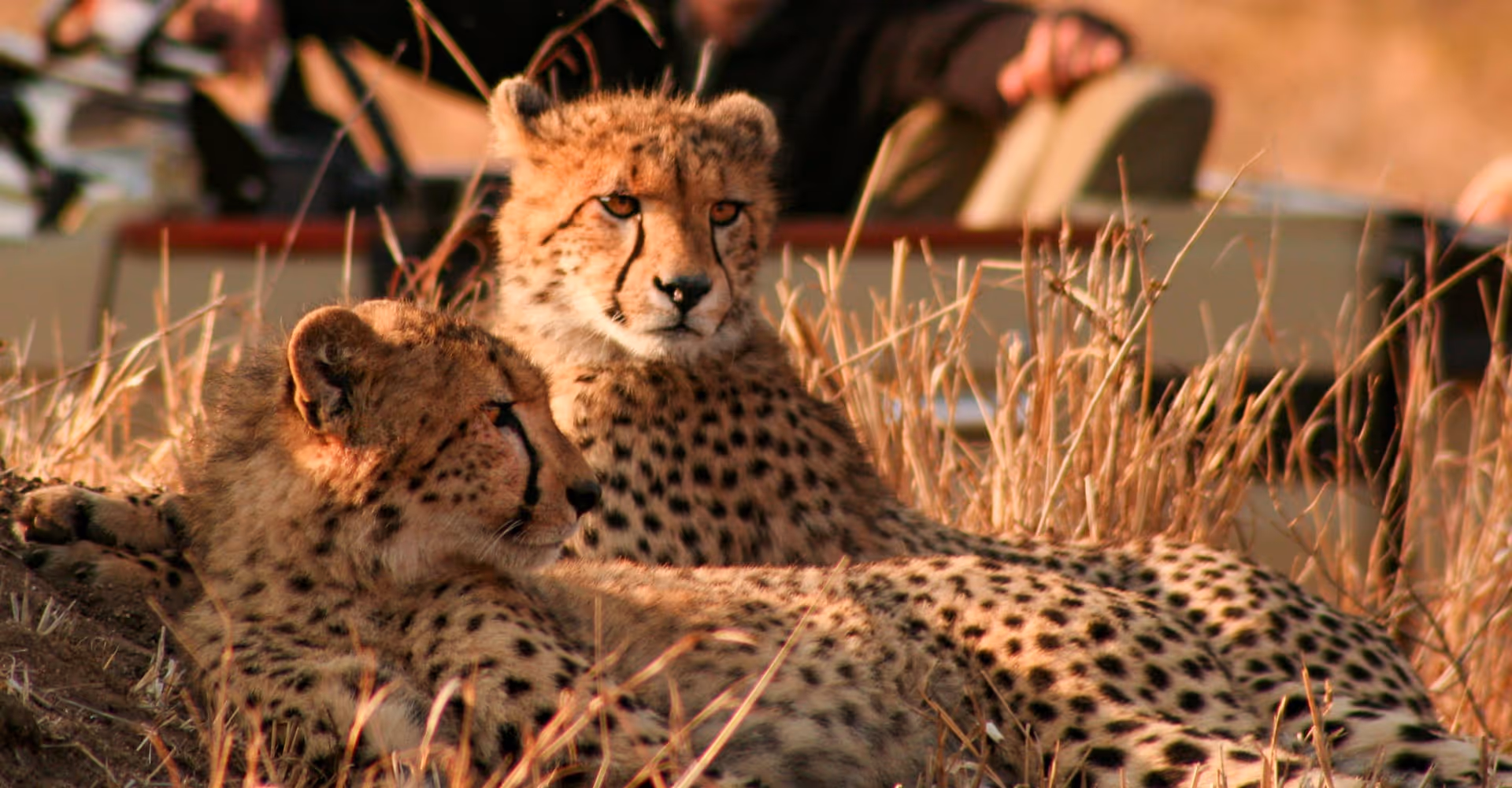 african safari south