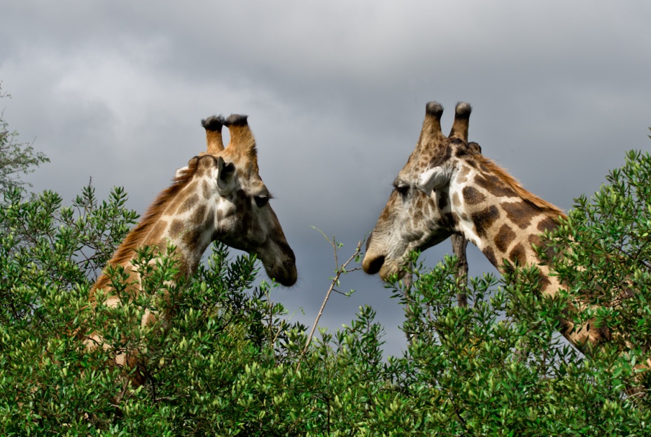 south africa safari resort