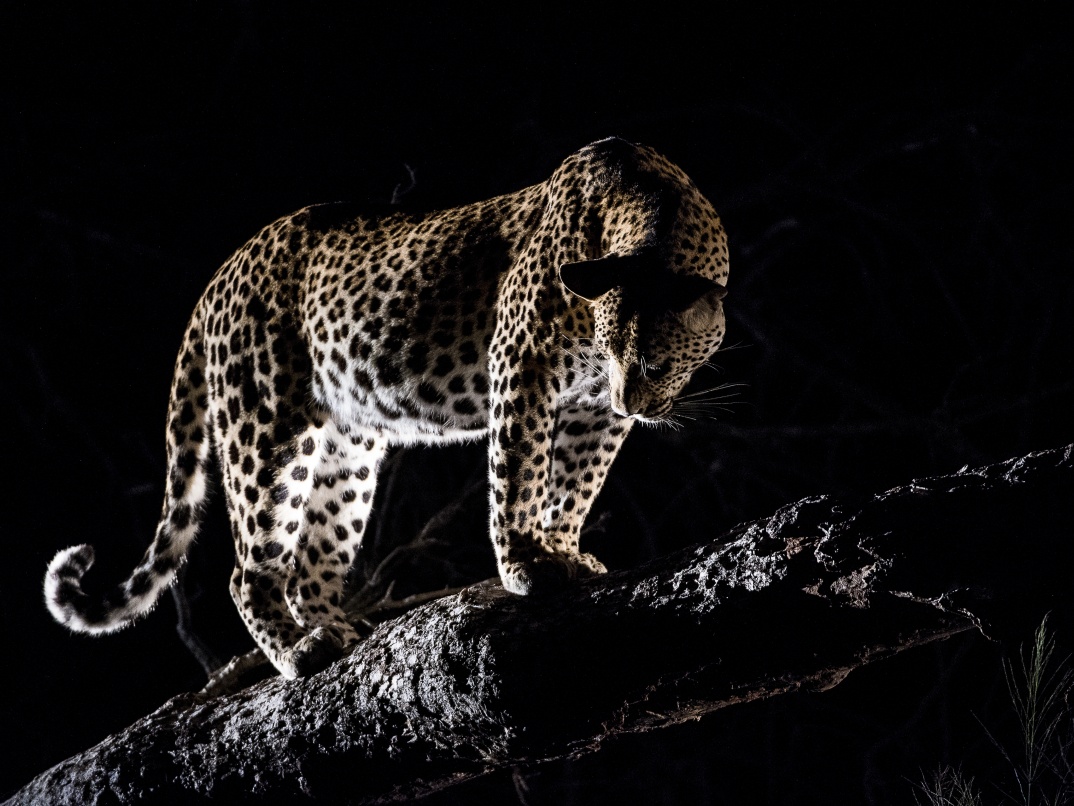 what to do in south africa