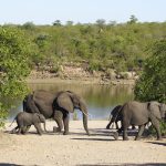 813801_LVQNz8yN Kruger National Park