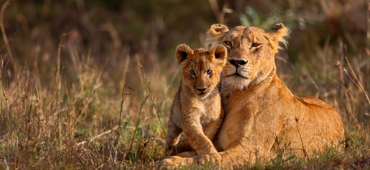 Kruger National Park Safari