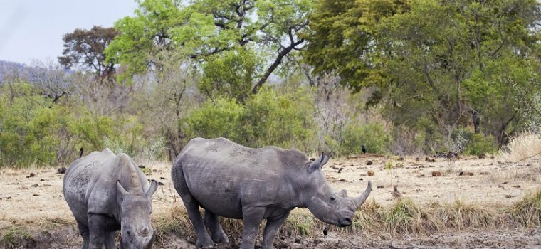 Kruger National Park