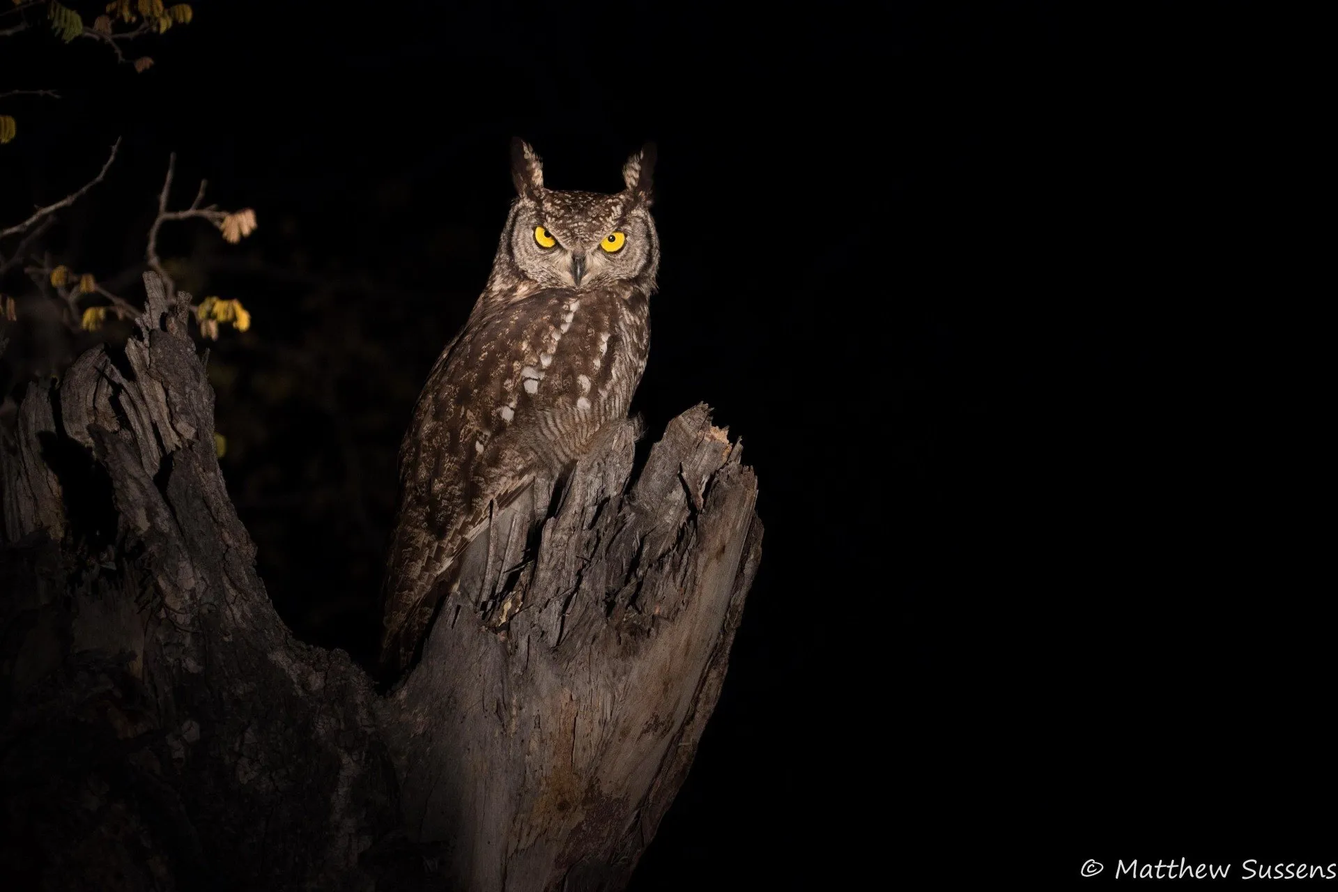 Kruger Safari Packages with Transfers