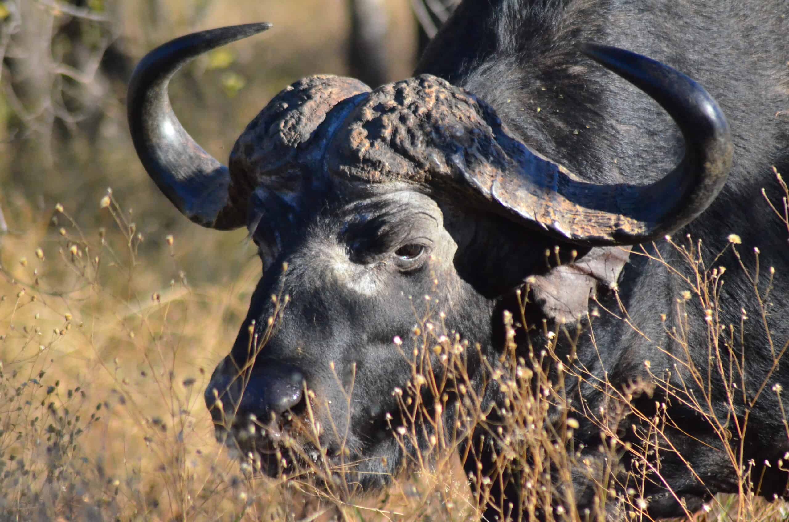 kapama game reserve southern camp