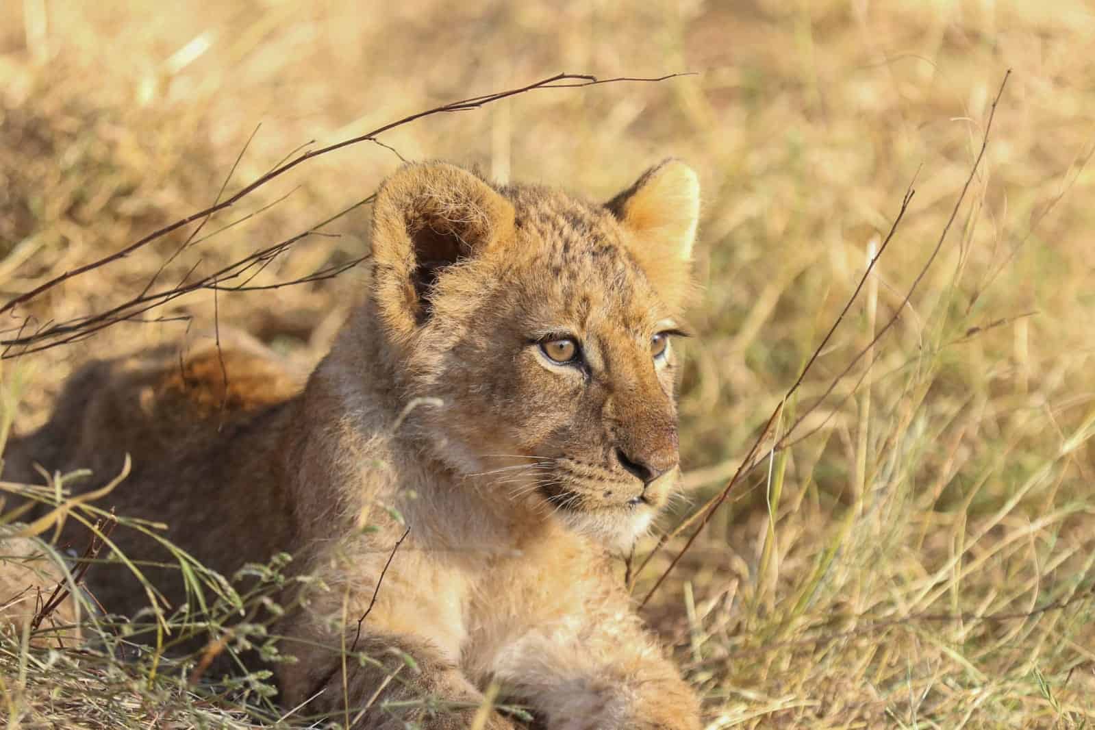 kapama game reserve southern camp