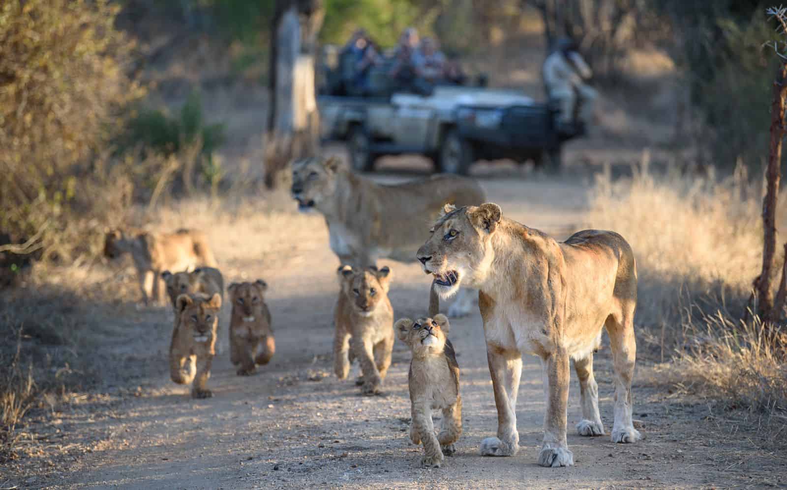 African safari southn africa