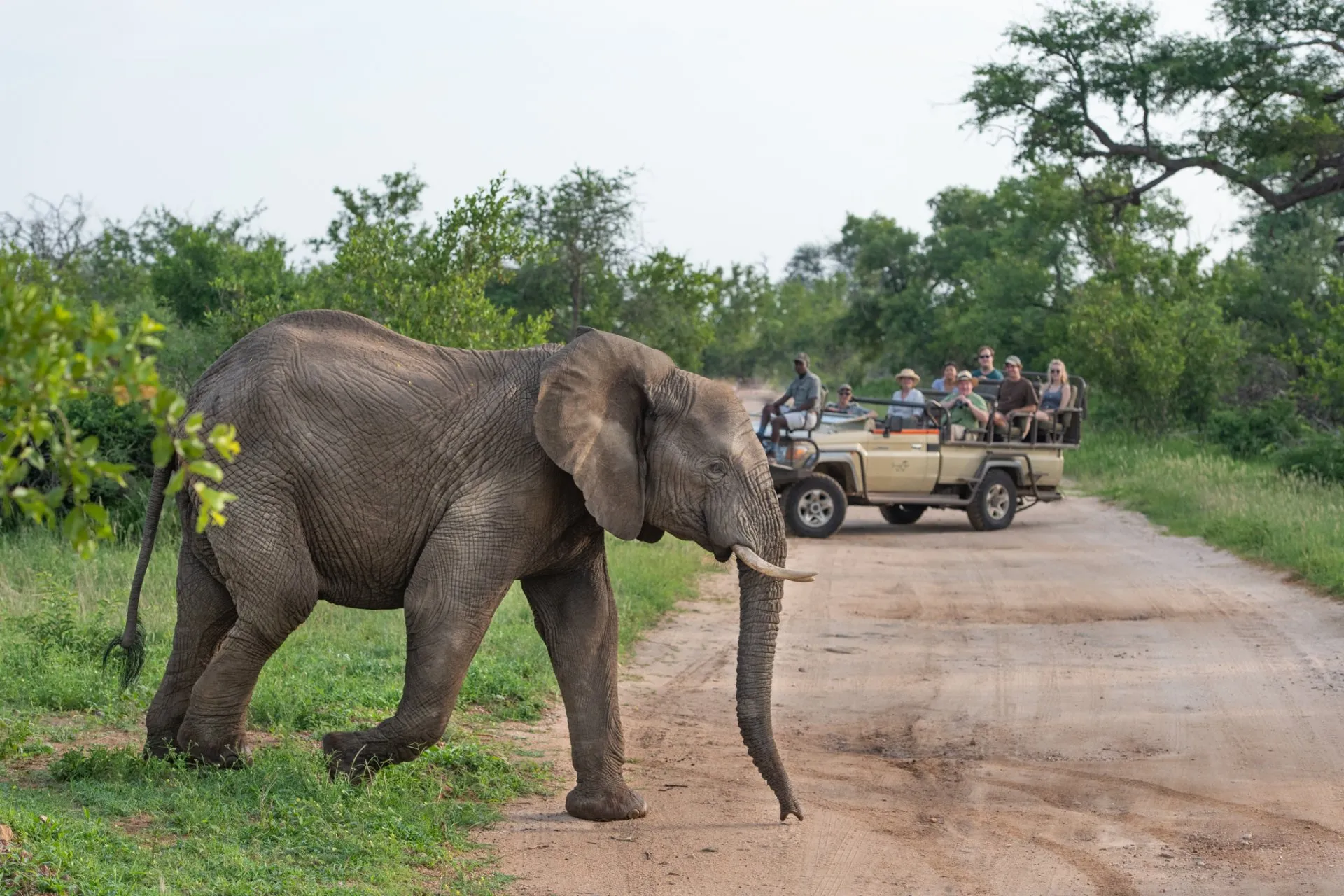 Kruger Safari Packages with Transfers