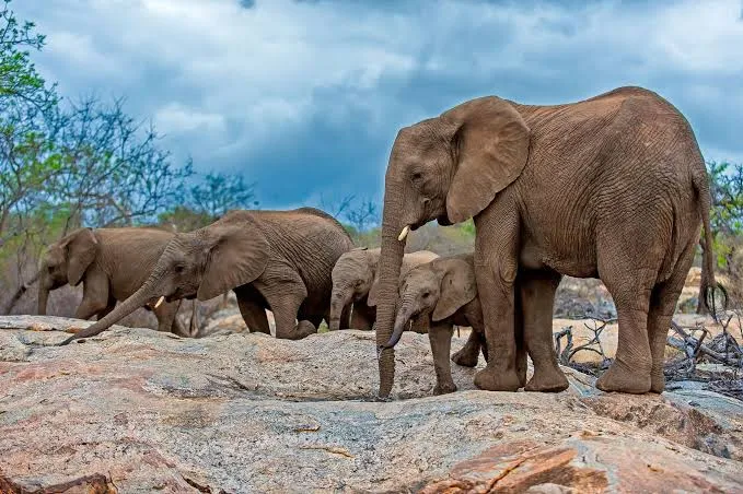 pondoro game lodge hoedspruit south africa