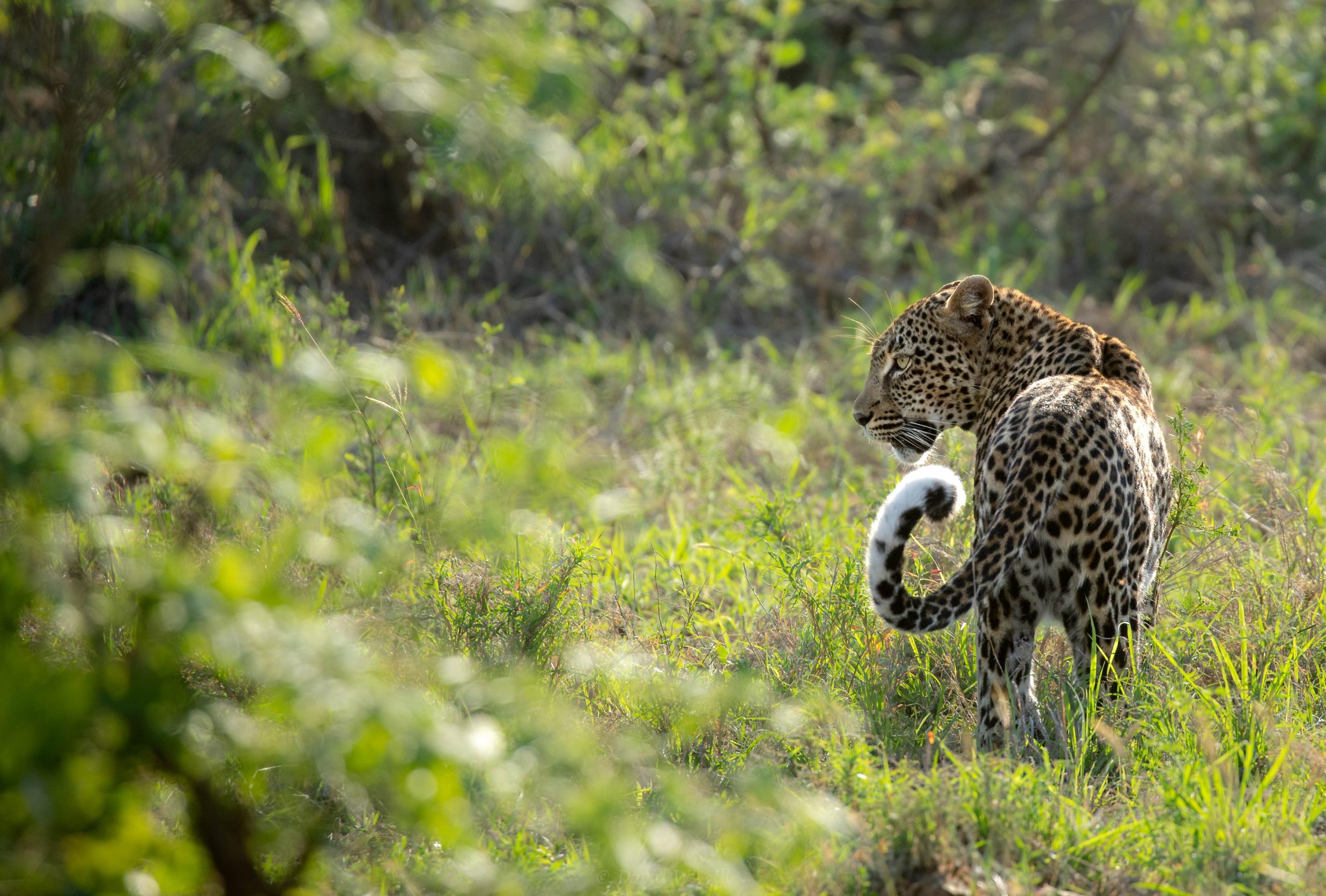 trip to africa package