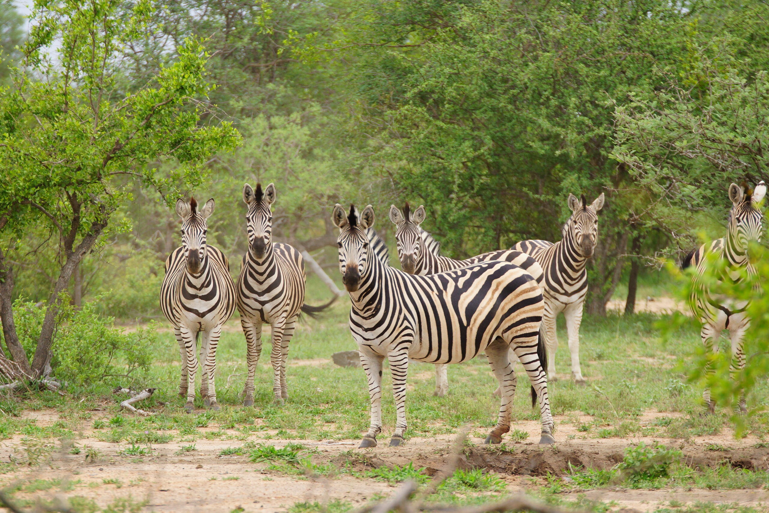 african safari package