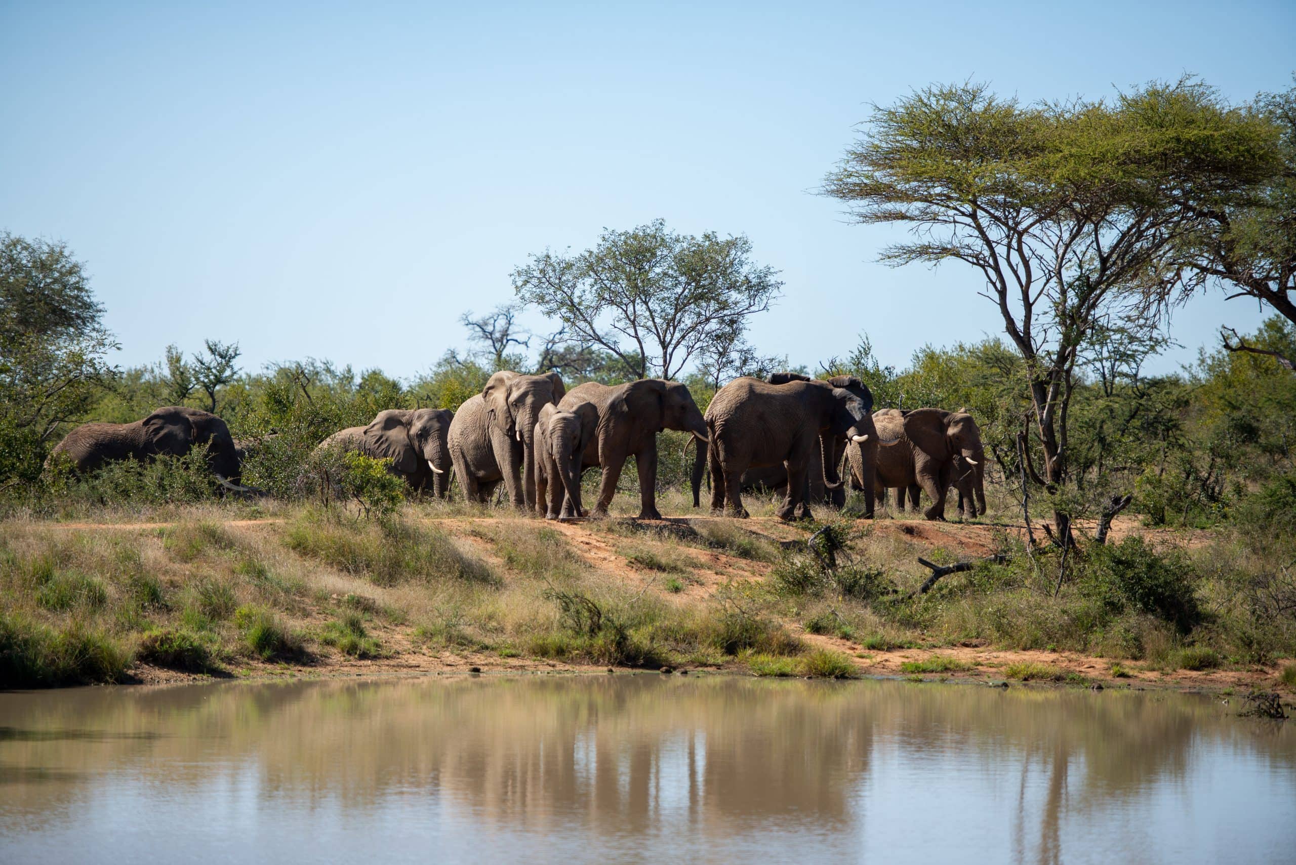 luxury african safaris