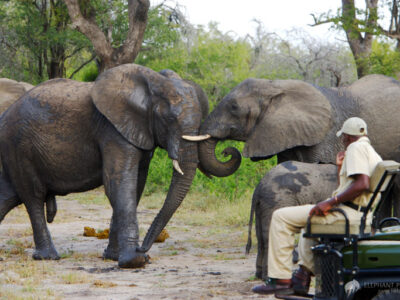 3-Day Elephant Plains Game Lodge – Mid-Range Safari Experience
