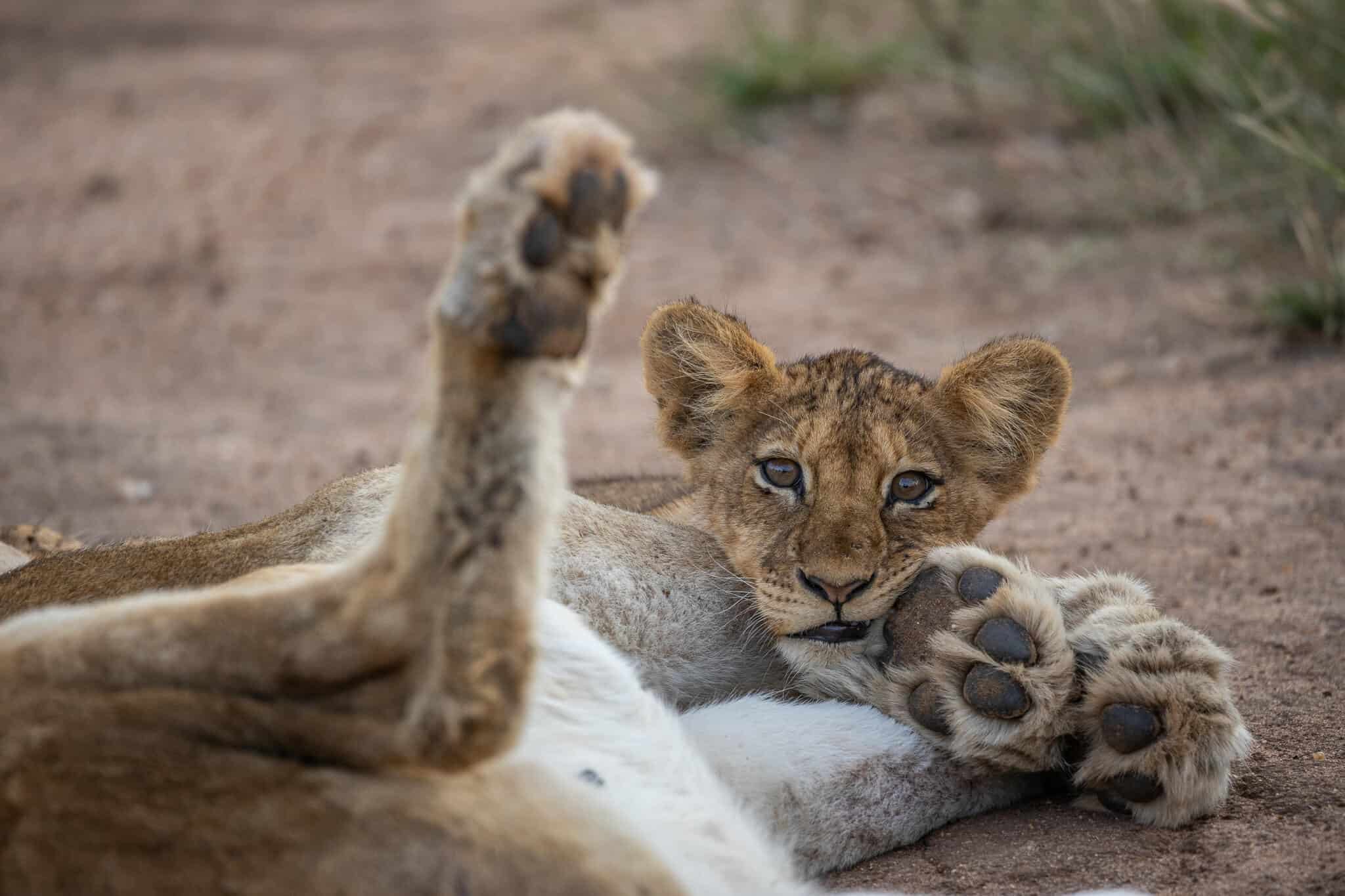 south africa safari tour packages