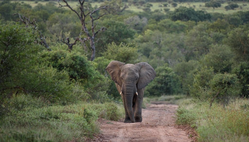 kruger national park safari