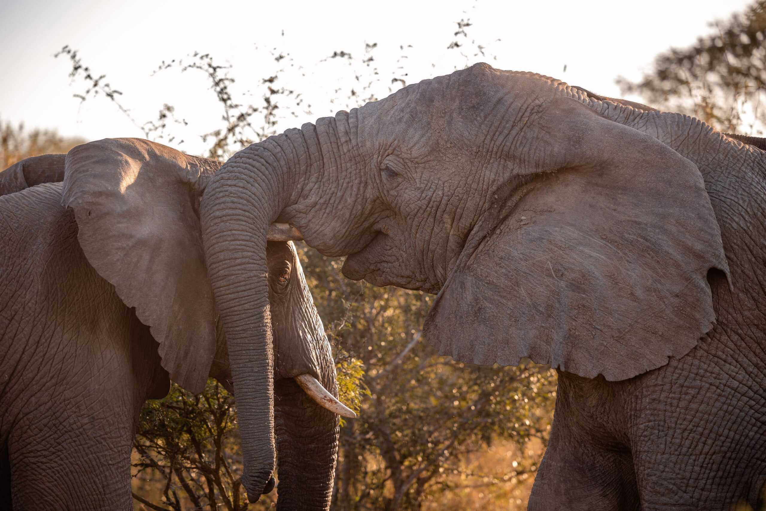 south african safari packages