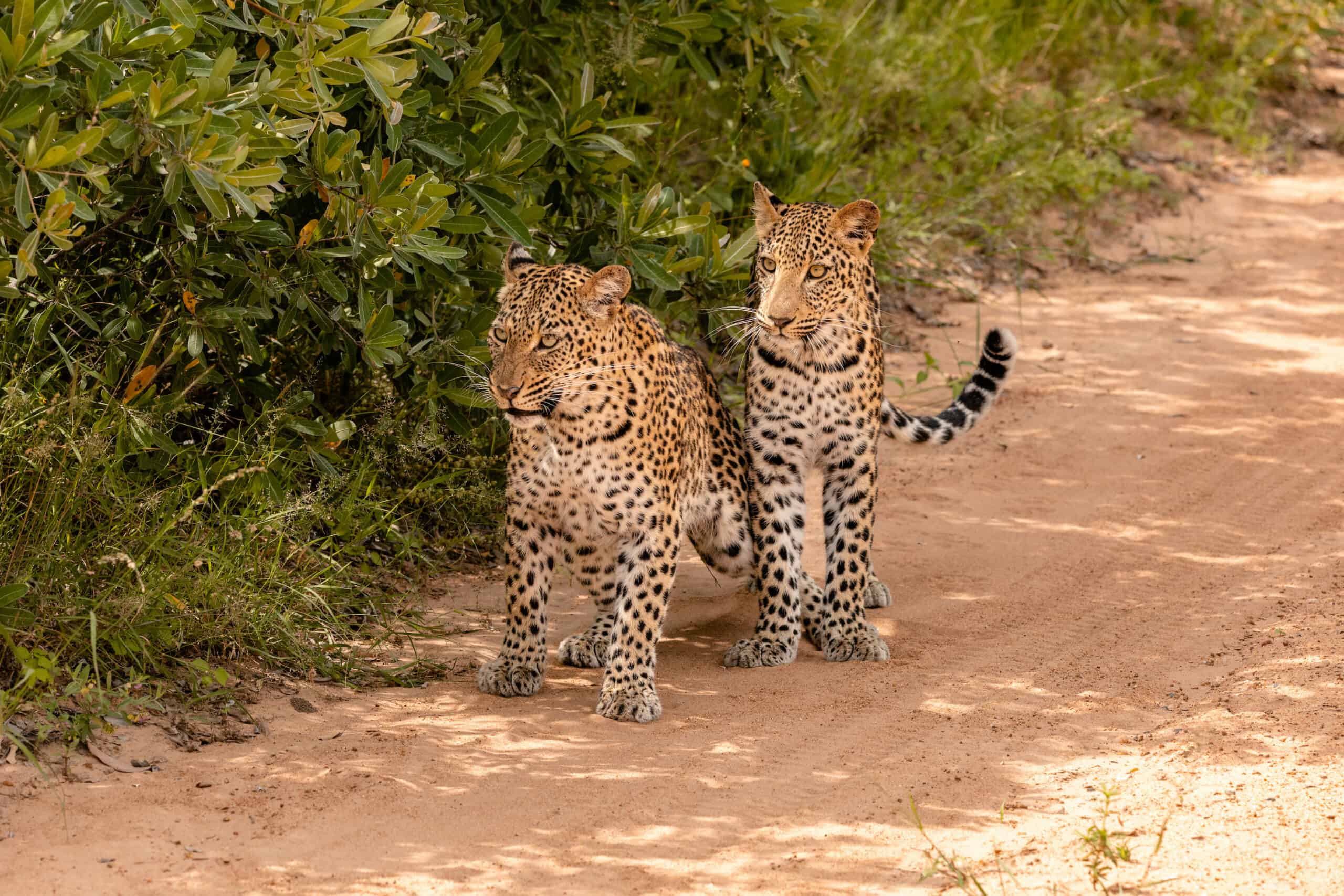 safari kruger national park south africa