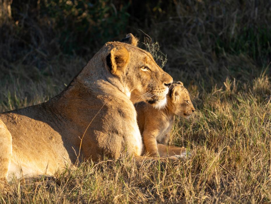 accommodation inside kruger national park