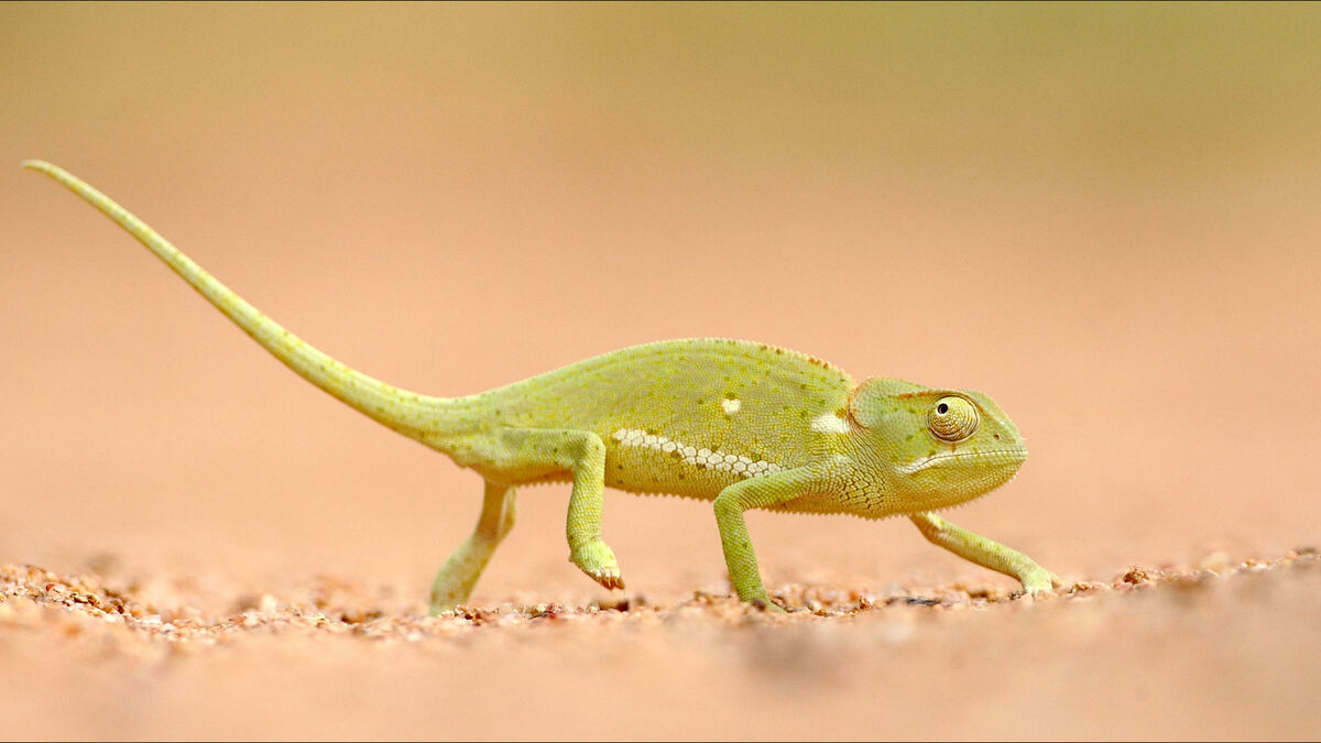 kruger game reserve south africa