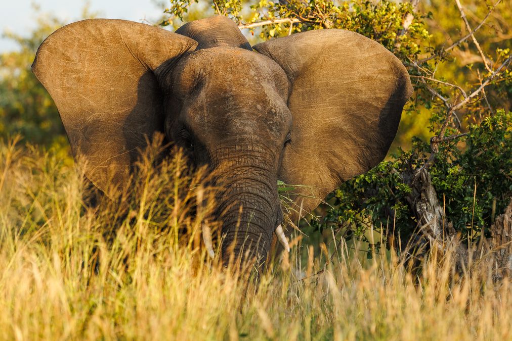 big five safari south africa