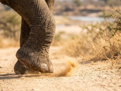 greater-kruger-seasons-1 greater kruger seasons