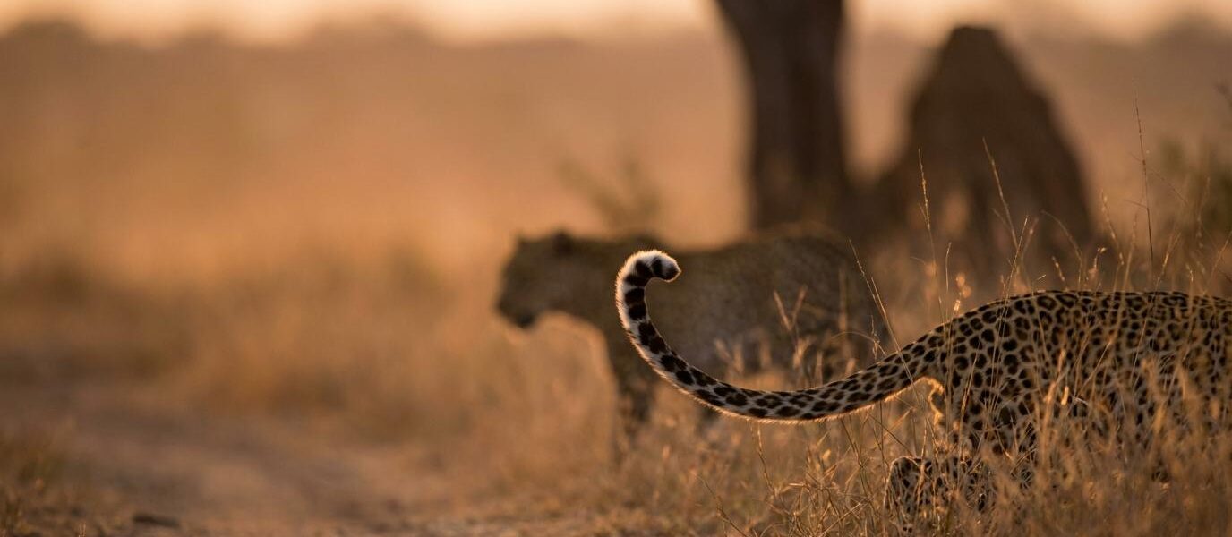 big five behavior guide