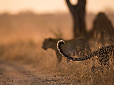 big-five-behavior-guide big five behavior guide