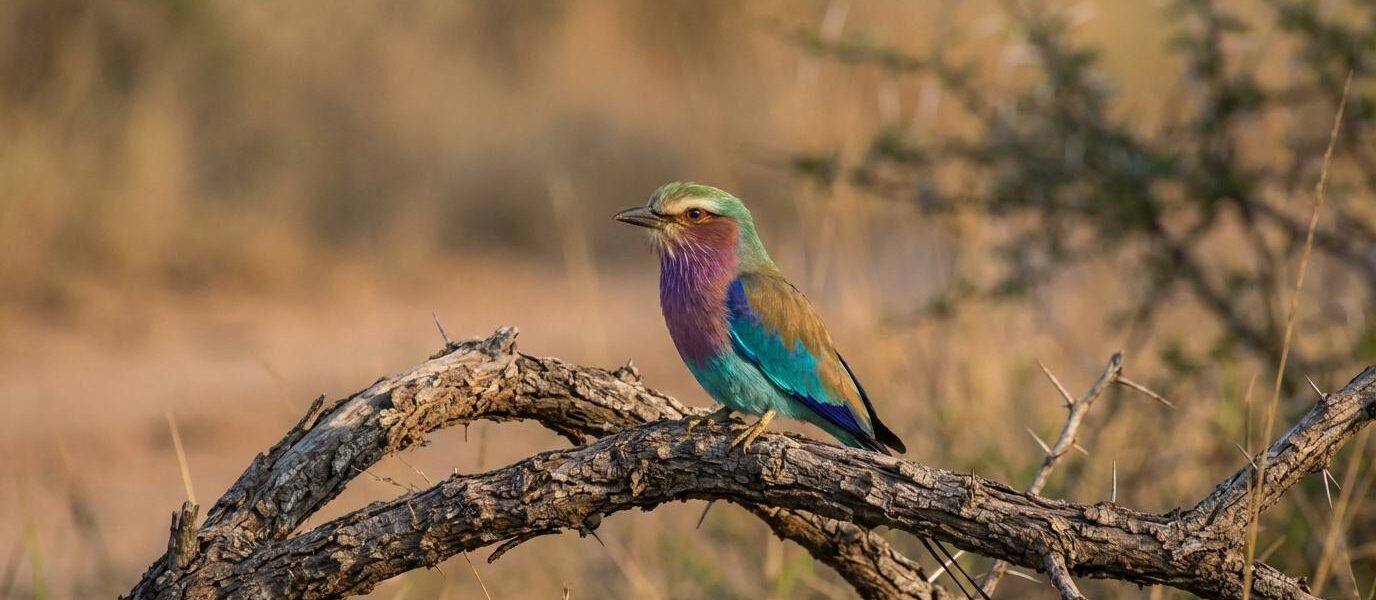 greater kruger birding