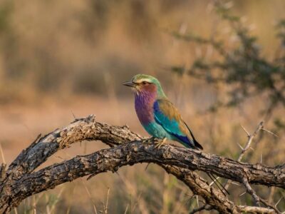 greater-kruger-birding greater kruger birding