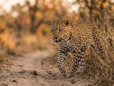 how many days in greater kruger