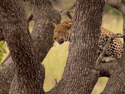 2 Day kruger