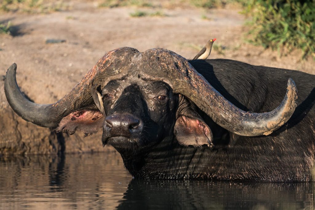Kruger Shalati Safari - 4-Day Kruger Safari & Panorama Route from Johannesburg