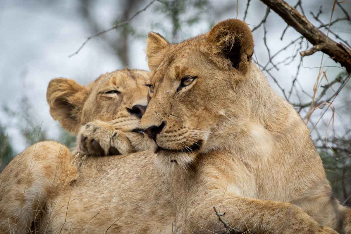 3 day Kruger National Park from Johannesburg