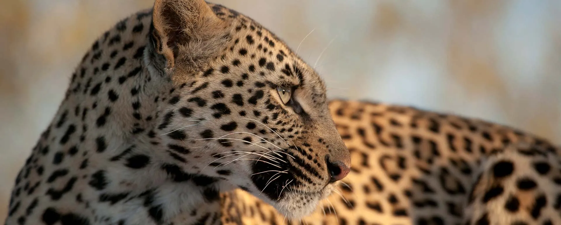 close-up image on a leopard - 5-Day Private Kruger Safari from Johannesburg