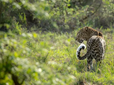 Leopard_in_ field leopard in the wild - 5-Day Private Kruger Safari from Johannesburg