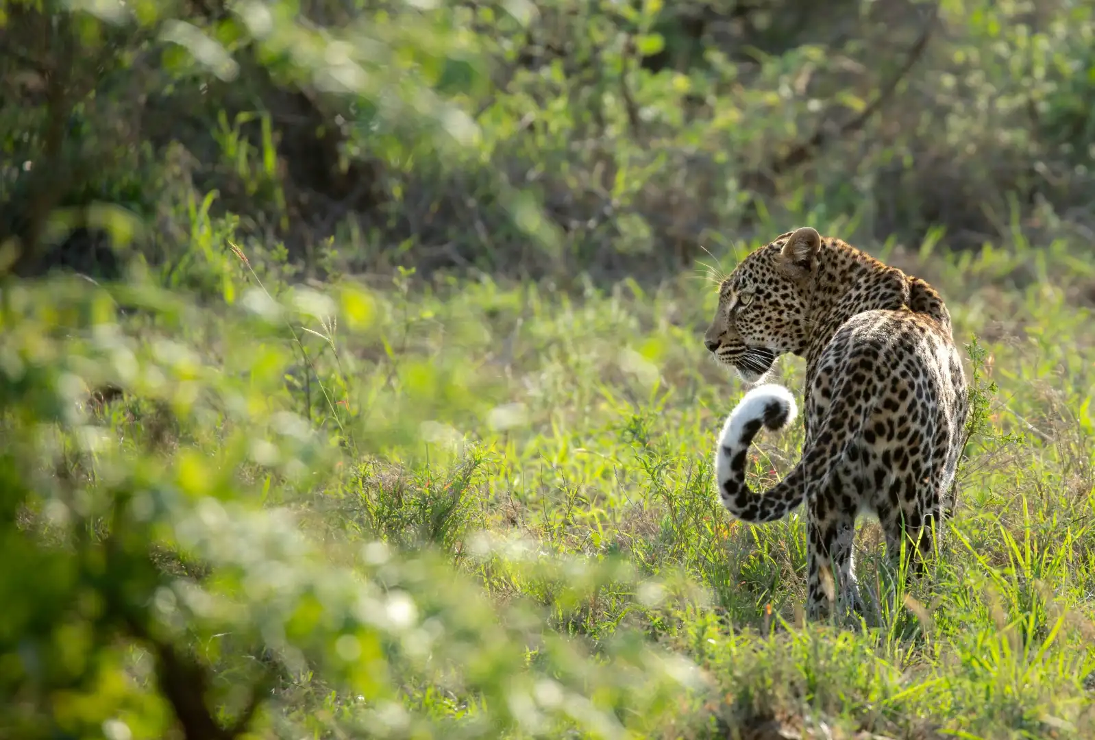 leopard in the wild - 5-Day Private Kruger Safari from Johannesburg