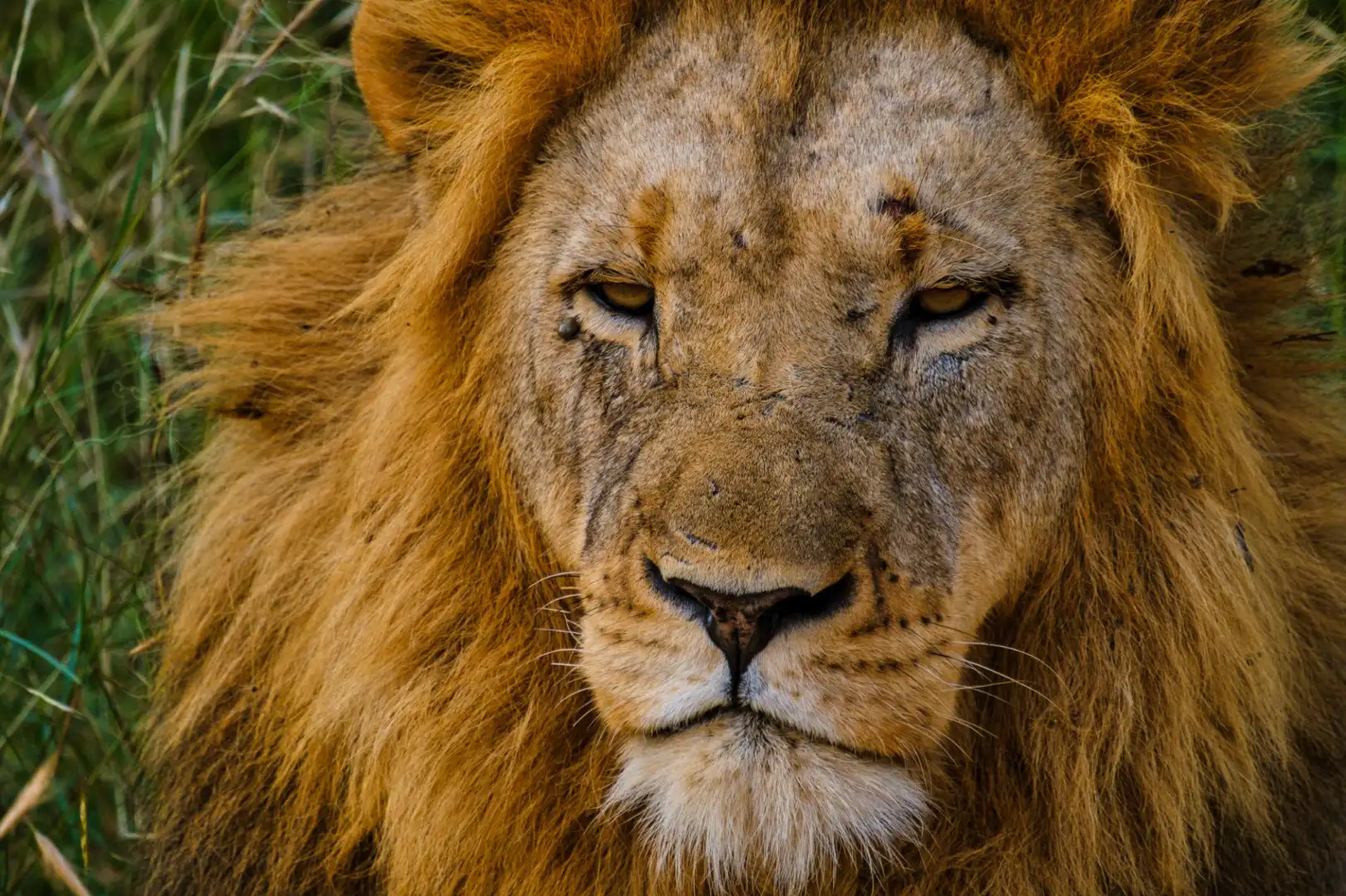 Close-up of a Lion - 4-Day Kruger Safari & Panorama Route from Johannesburg