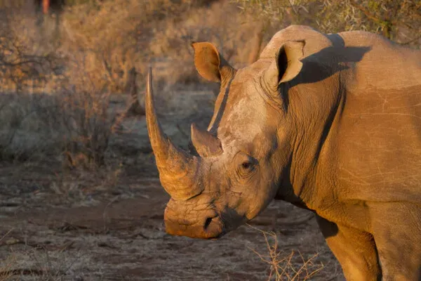 a rhino in the wild - 5-Day Private Kruger Safari from Johannesburg