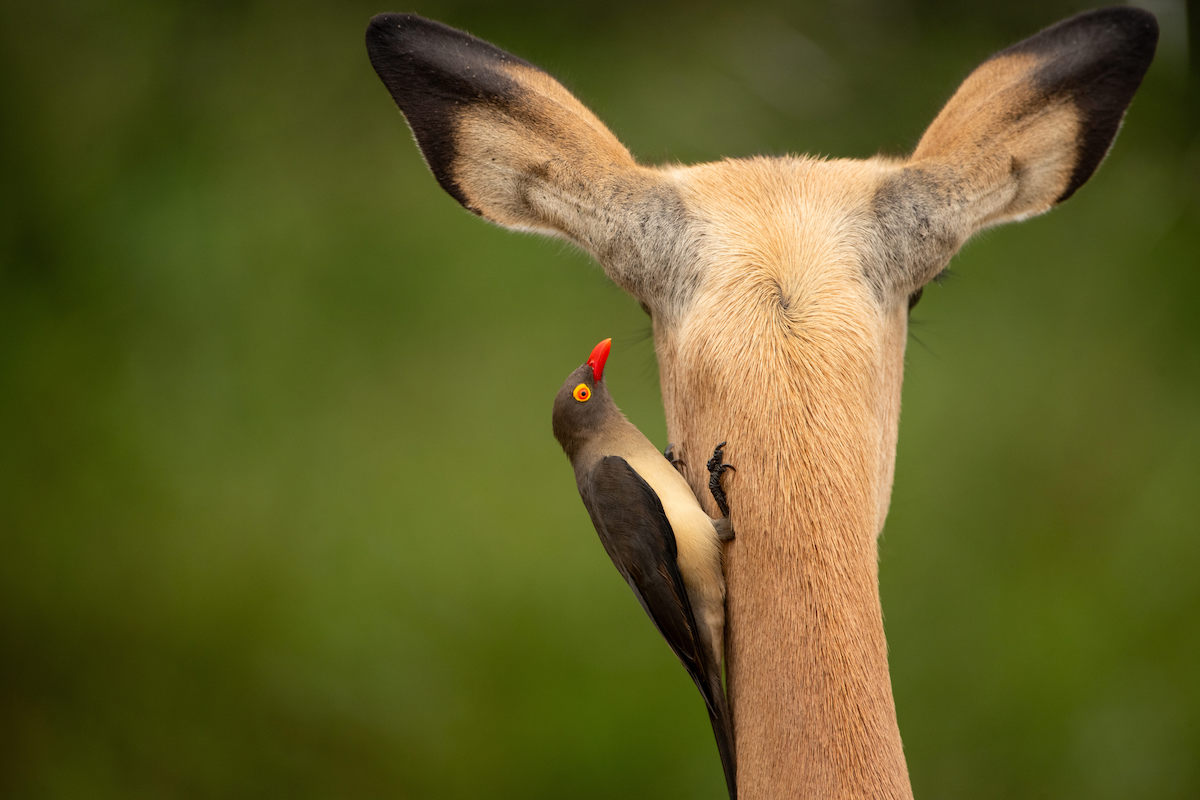 3 day Kruger safari from Johannesburg