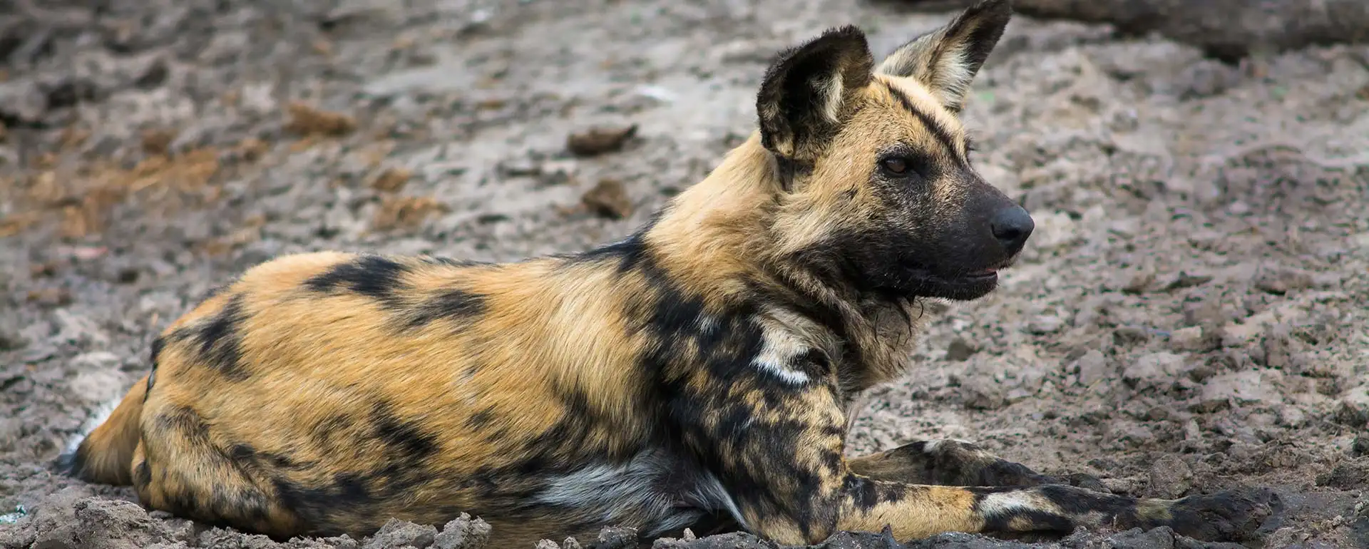 wild dog crossing the river - 5-Day Private Kruger Safari from Johannesburg