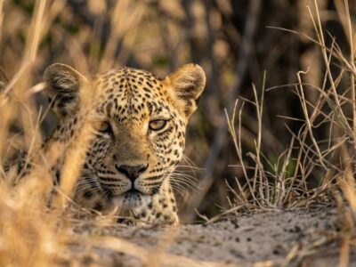 best greater kruger reserves for photography off road
