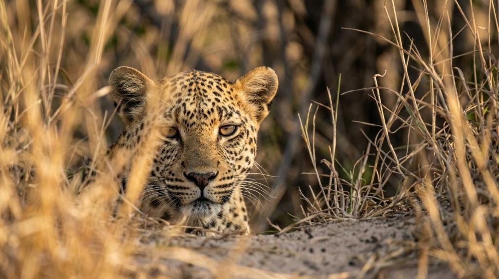 best greater kruger reserves for photography off road
