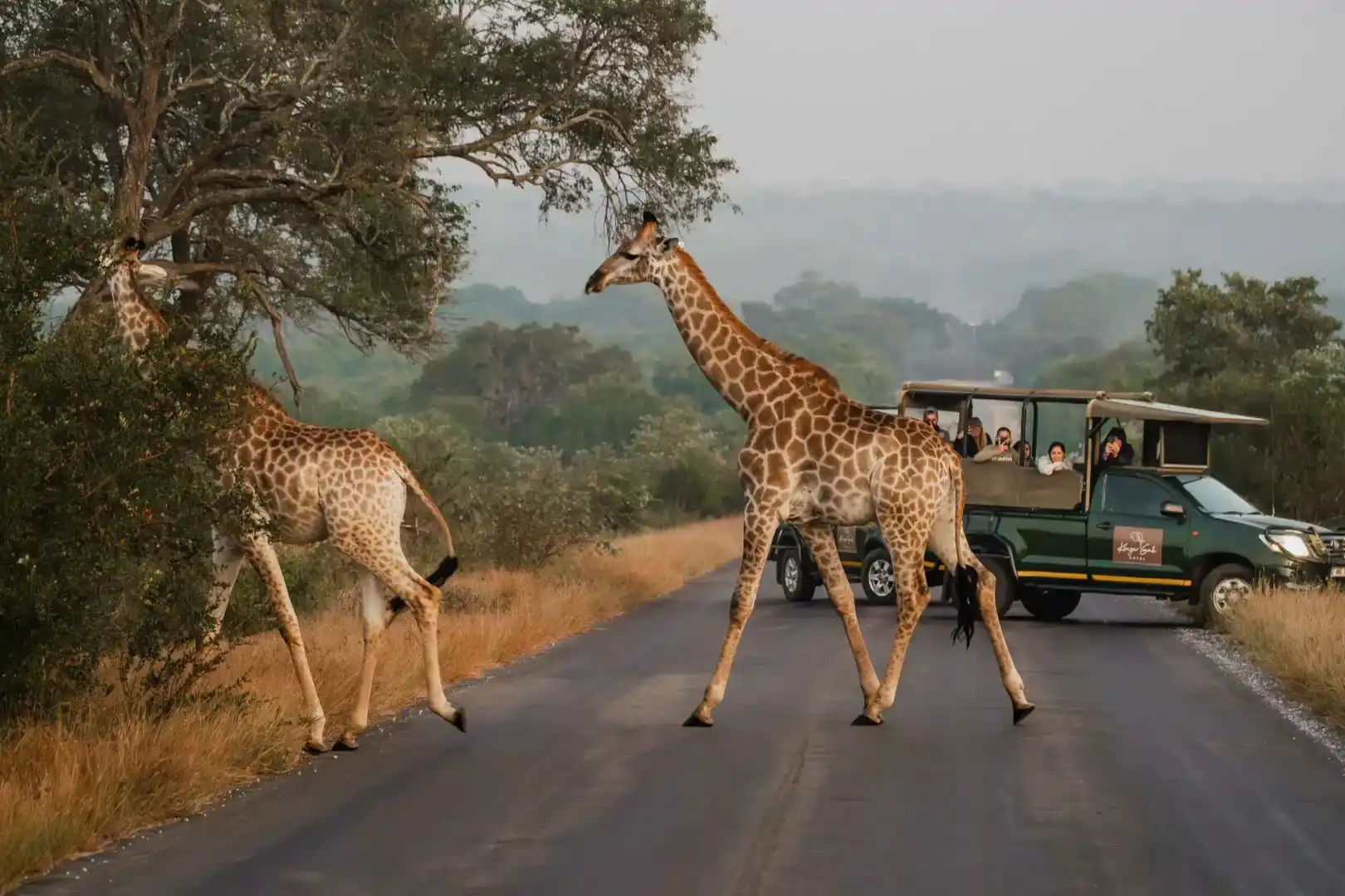 Kruger 3 Day Safari