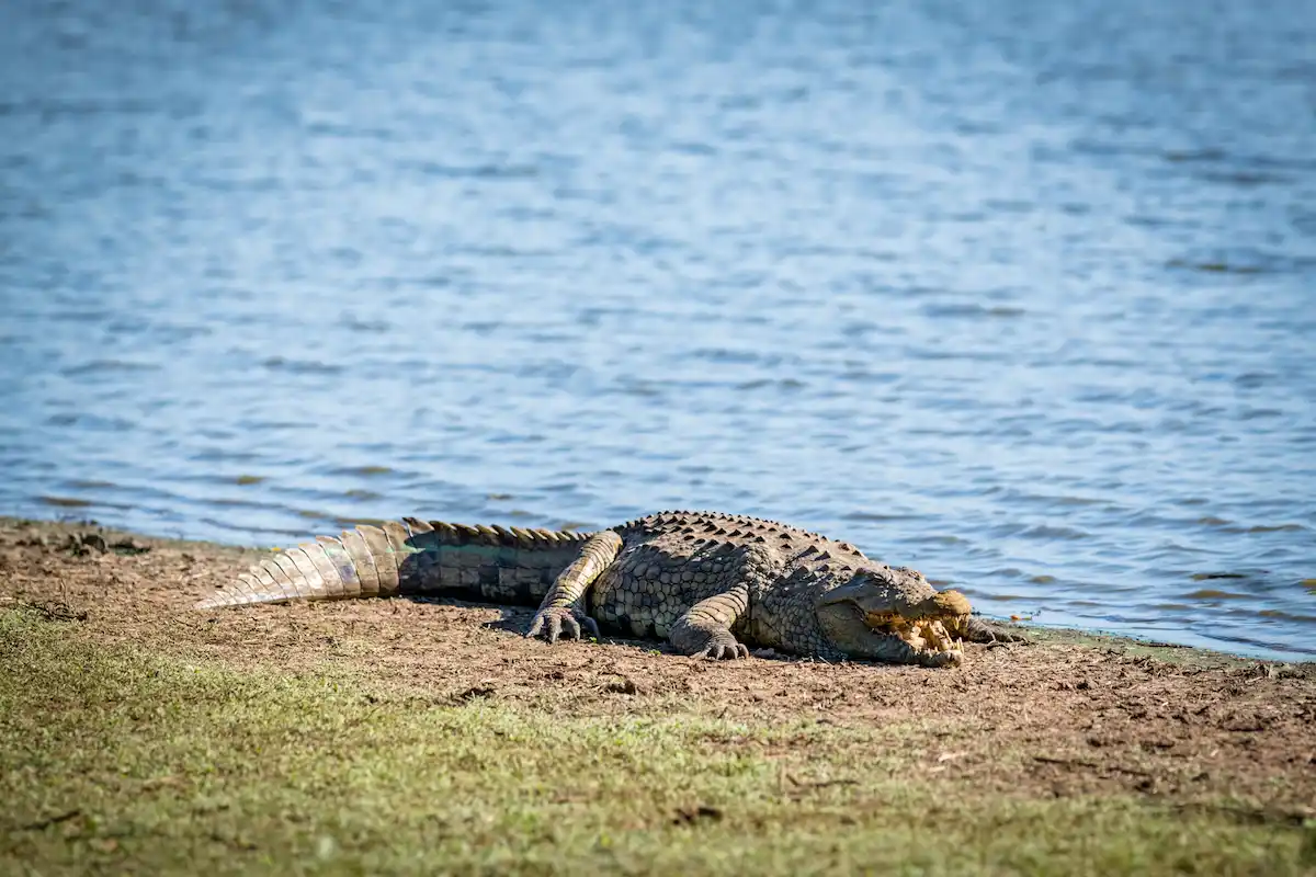 4 day kruger park safari