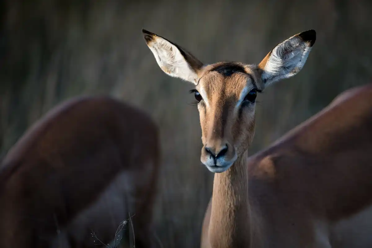 4 day kruger park safari