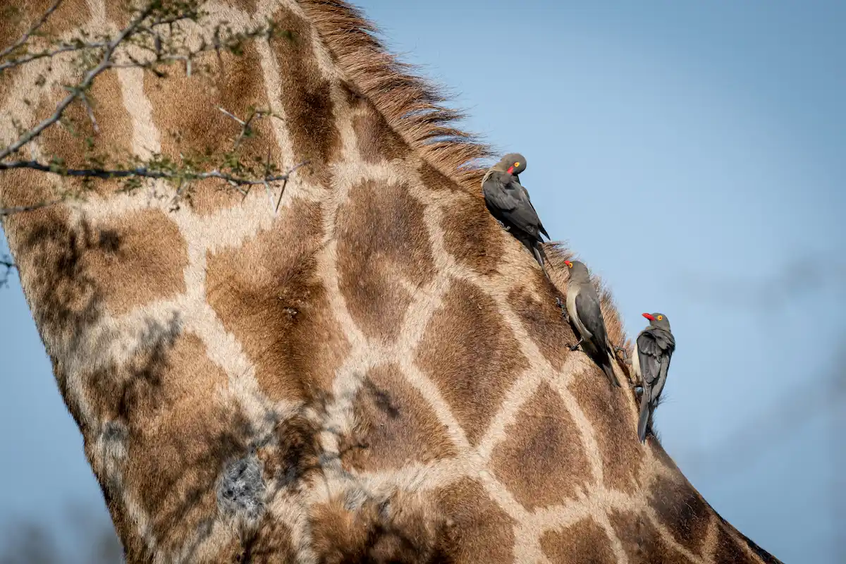4 day kruger park safari