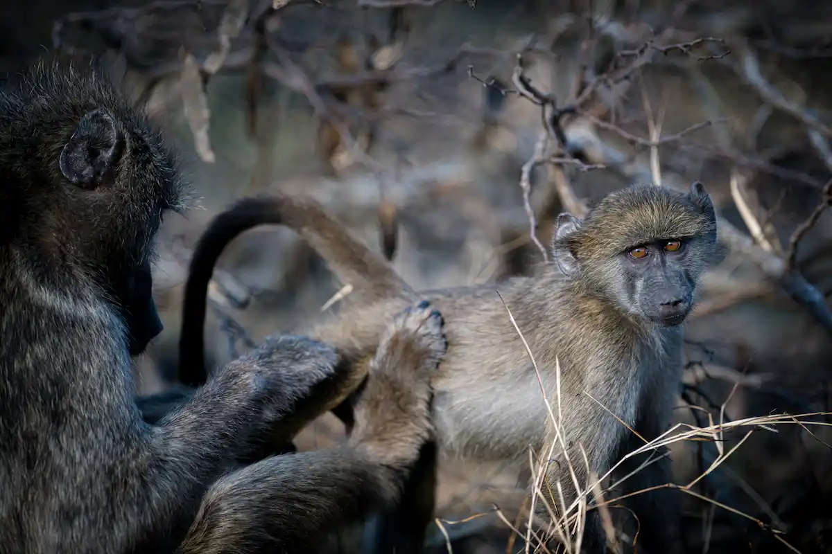 4 day kruger park safari