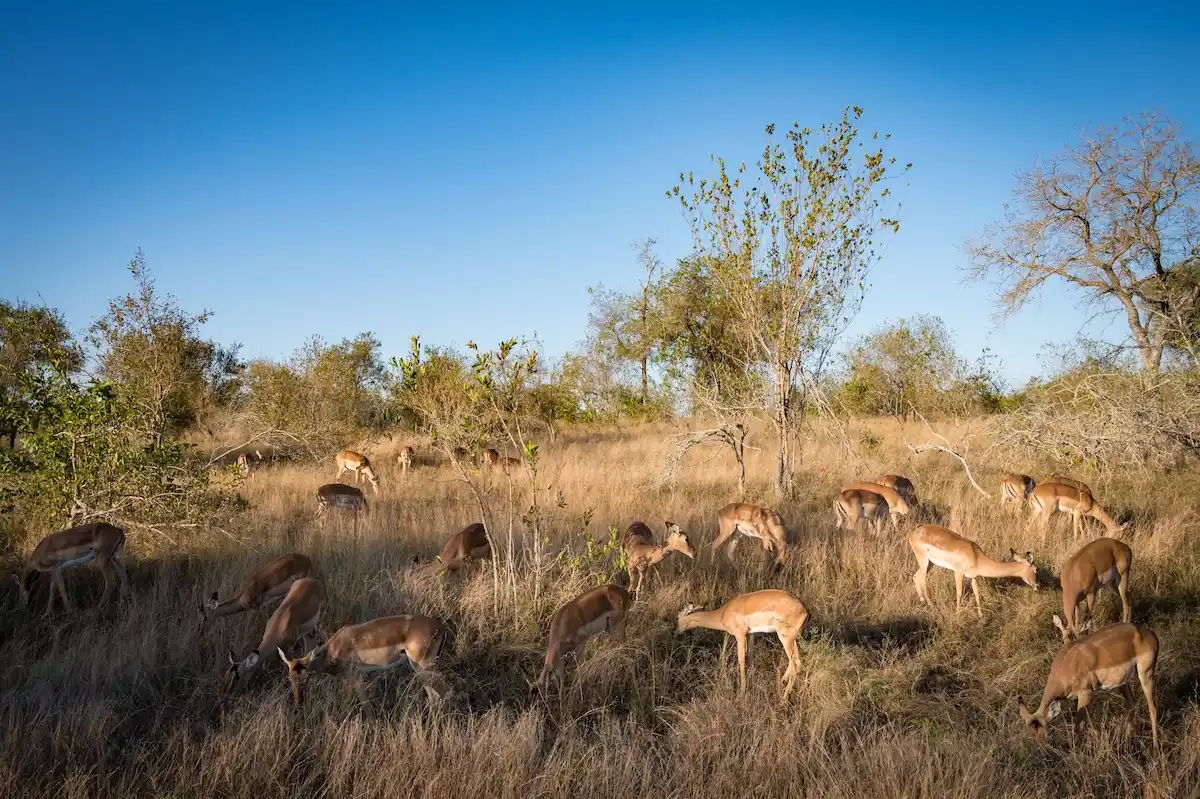 4 day kruger park safari