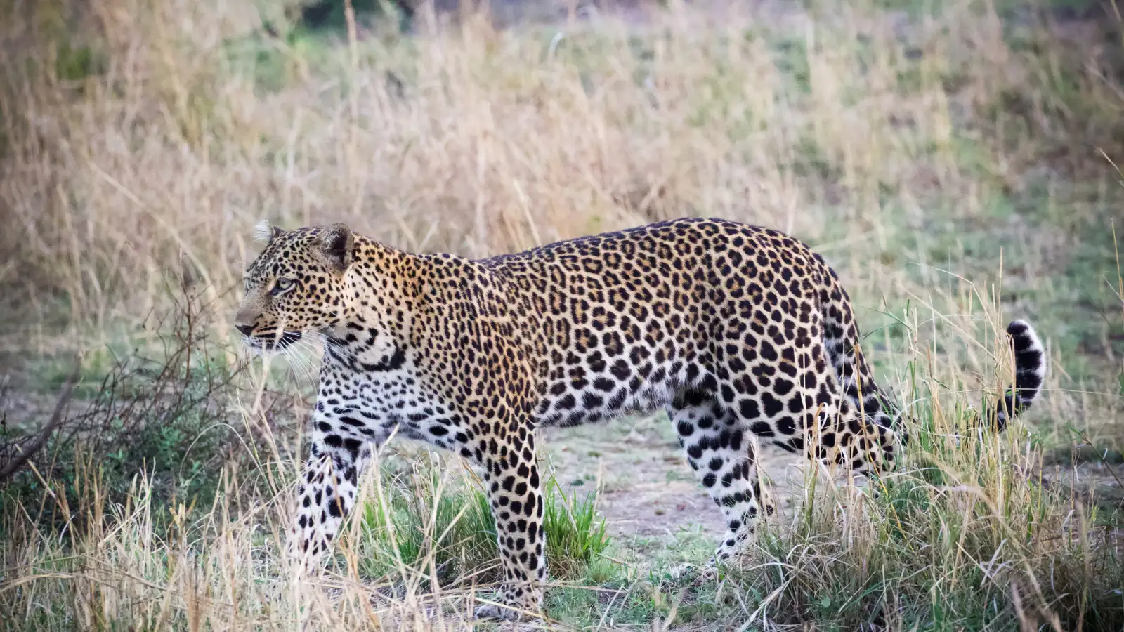3 day Kruger safari from Johannesburg