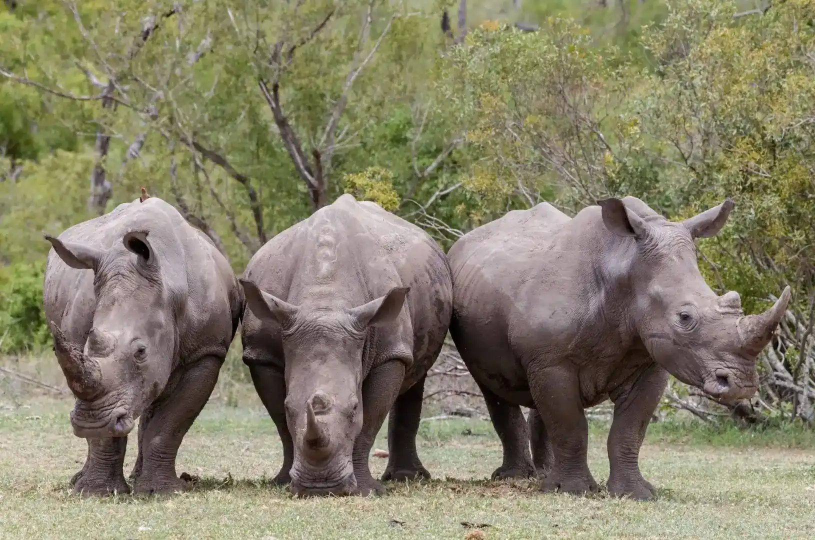 4-Day Kruger Safari & Panorama Route from Johannesburg