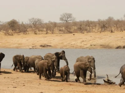 elephants Group of Elephants by a river - 4-Day Kruger Safari & Panorama Route from Johannesburg